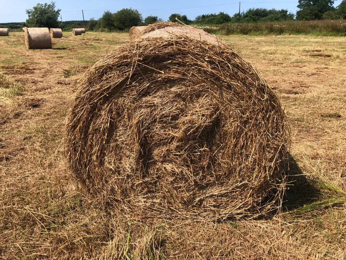 Rushy hay suitable for bedding - Image 3