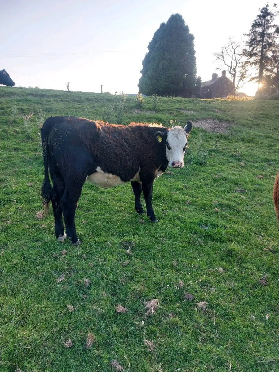 Heifers - Image 4