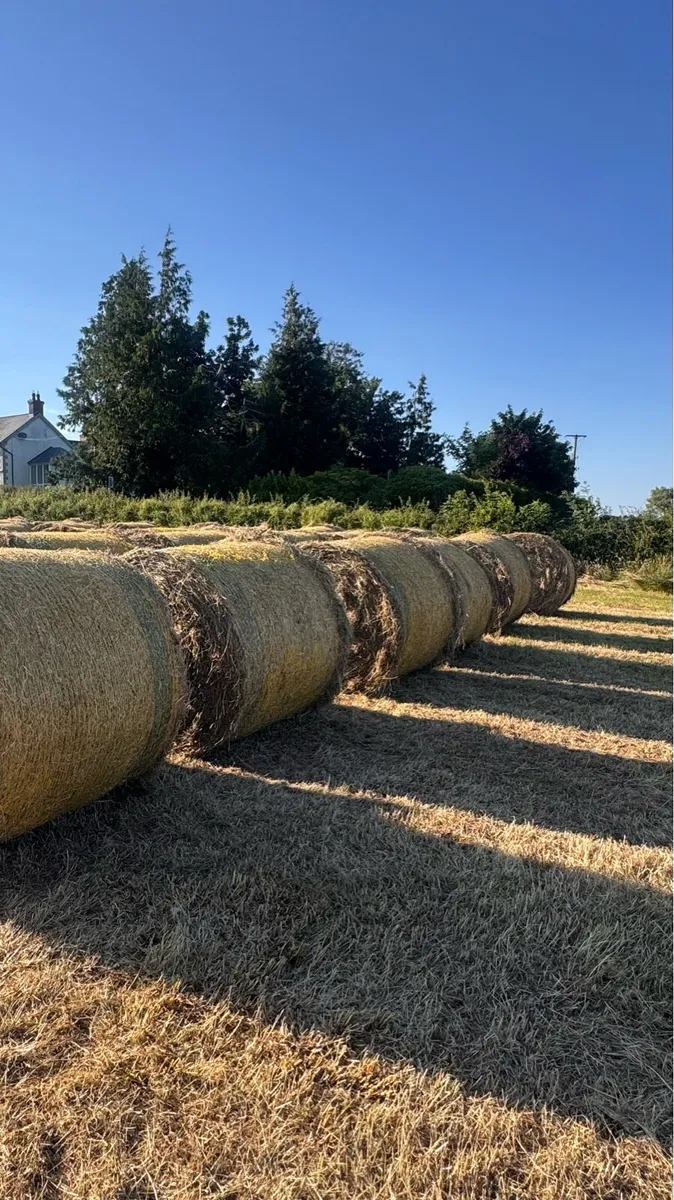 Hay for sale - Image 1