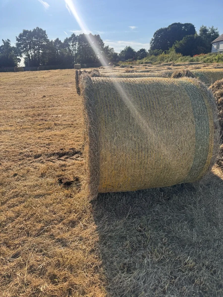 Hay for sale - Image 2