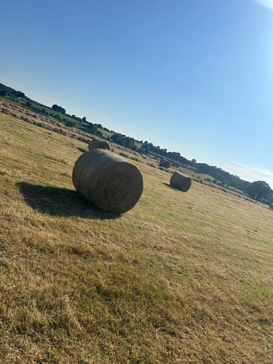 Round Bales of Hay - Image 1