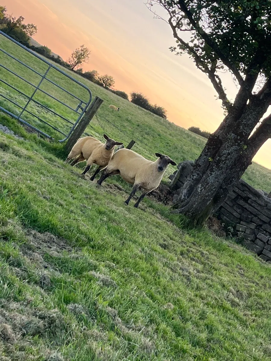 Suffolk x ewe and ewe lamb - Image 1