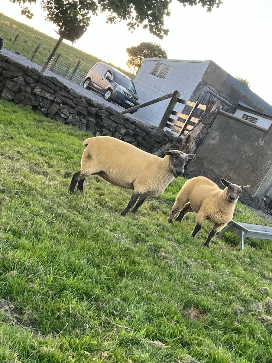 Suffolk x ewe and ewe lamb - Image 2