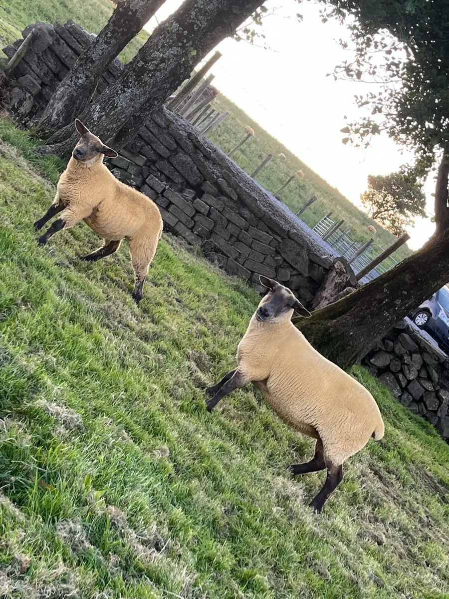 Suffolk x ewe and ewe lamb - Image 3