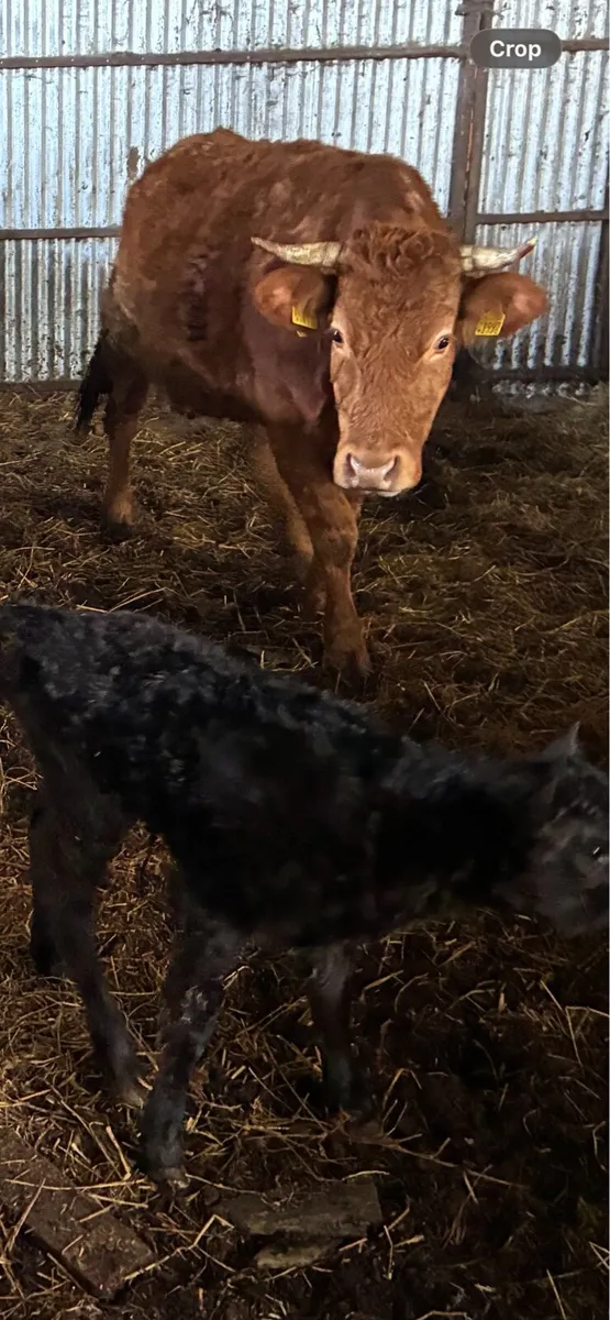 Purebred registered cows - Image 2