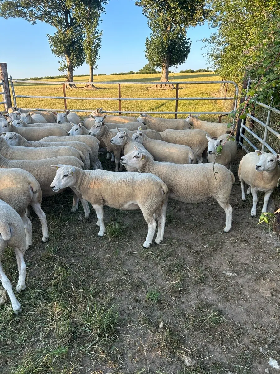 Quality belclare/texel hogget ewes - Image 2