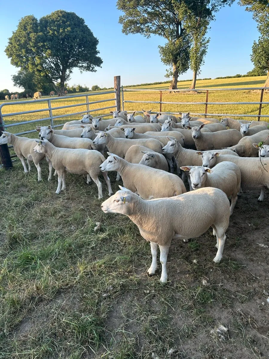 Quality belclare/texel hogget ewes - Image 3