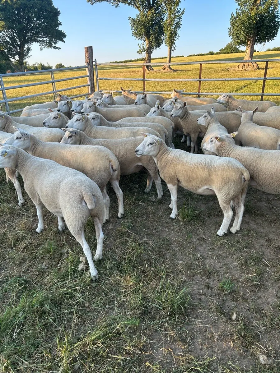 Quality belclare/texel hogget ewes - Image 4