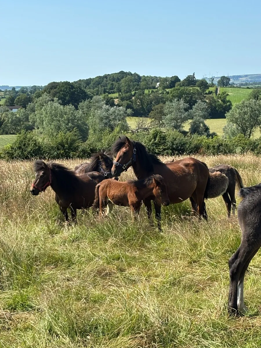 Small ponies - Image 1