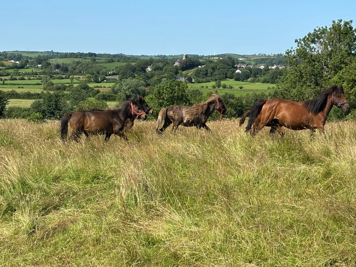 Small ponies - Image 2