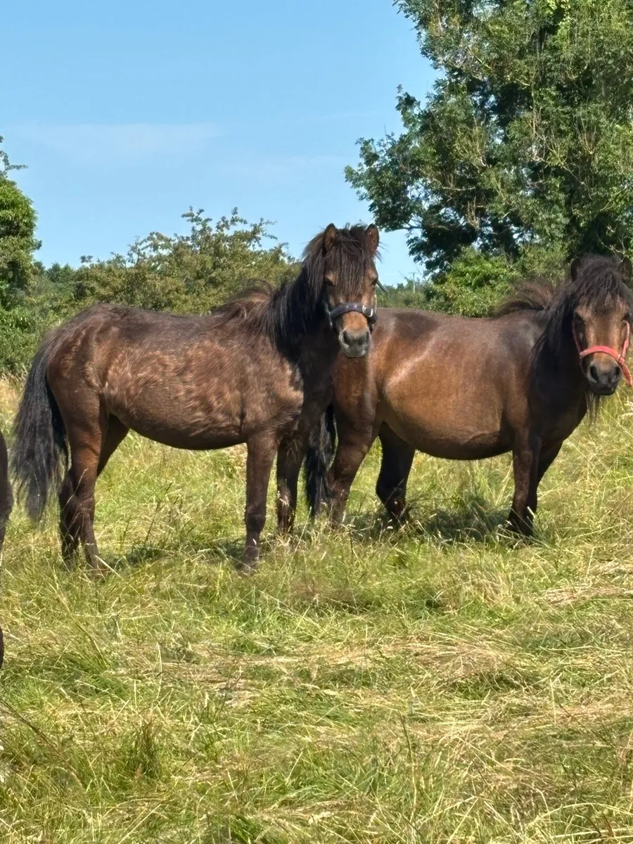 Small ponies - Image 3