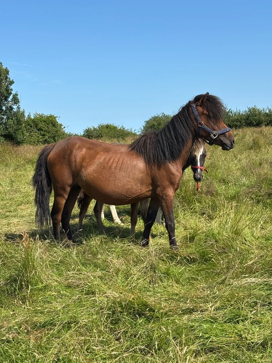 Small ponies - Image 4