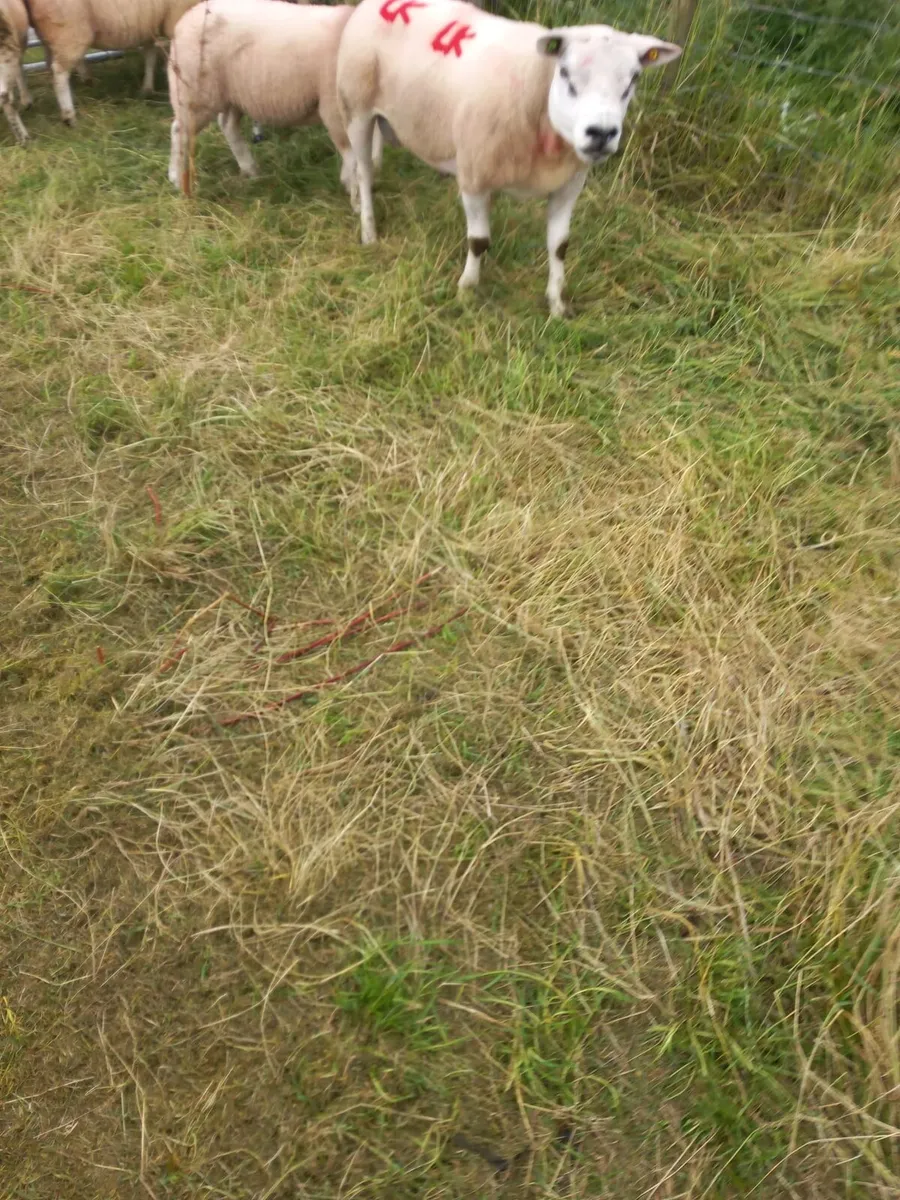 Ram - Image 2