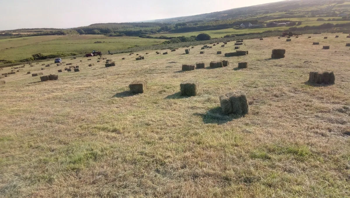Small square bales of hay - Image 2