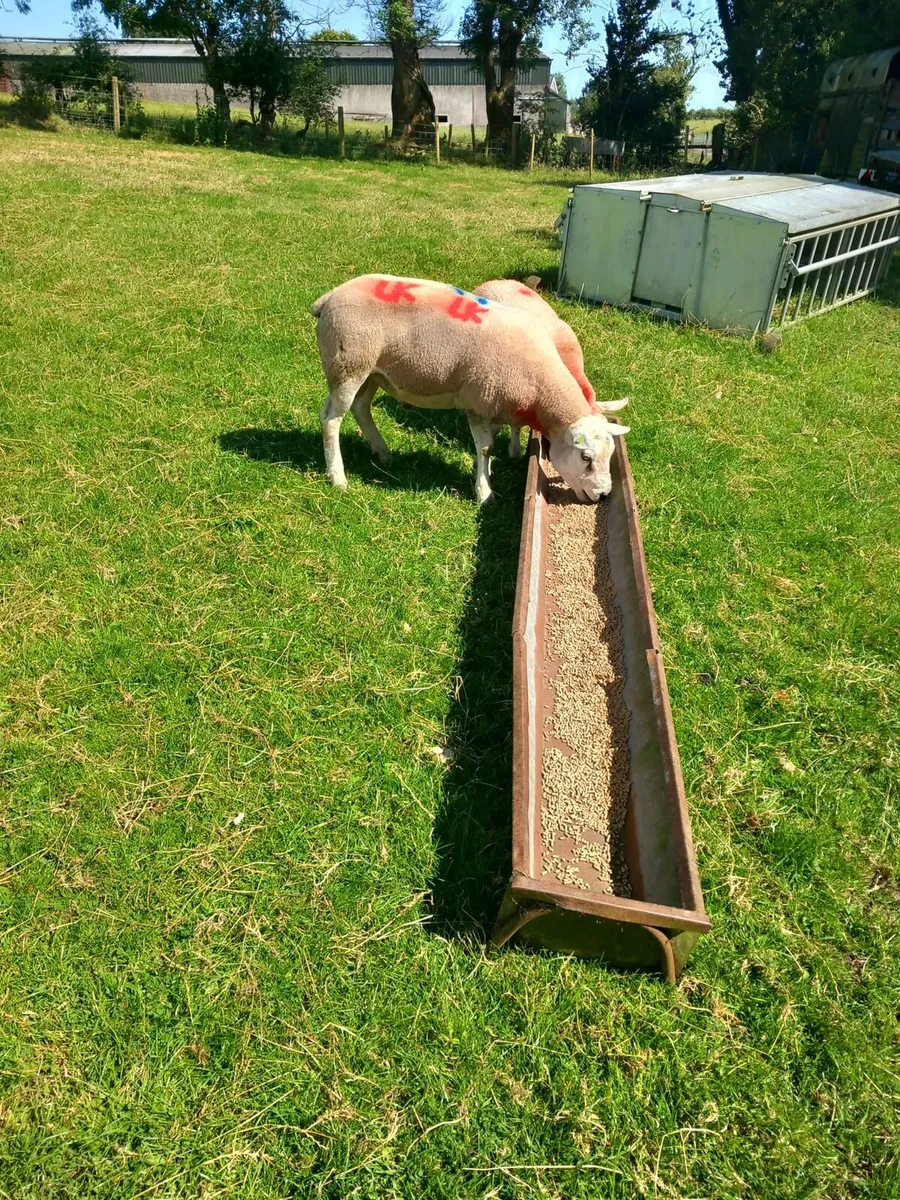 Ram - Image 1