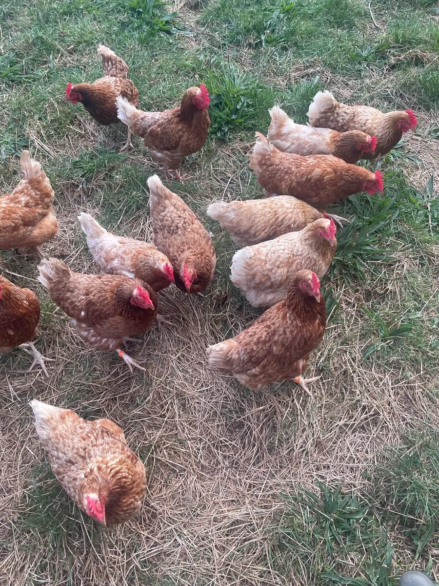 Hens - Image 1