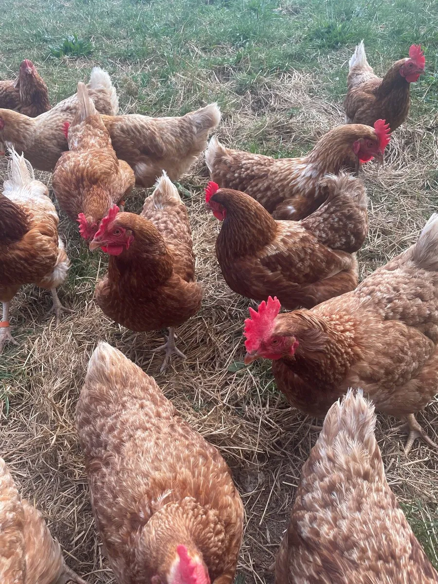Hens - Image 2