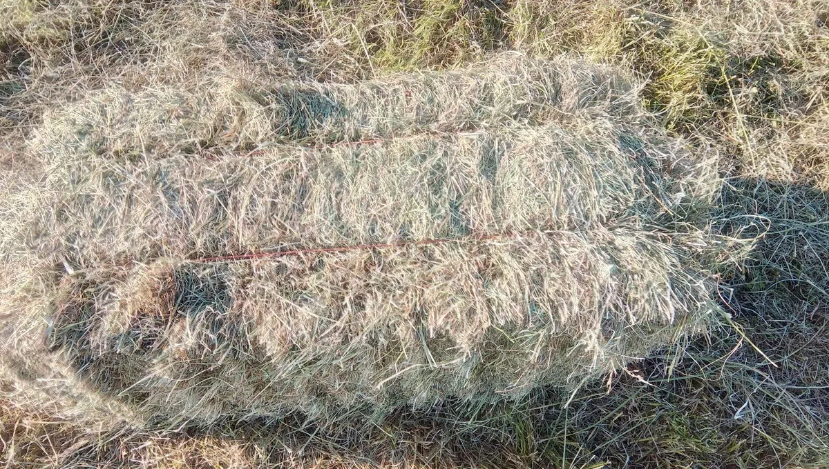 Small square bales of hay - Image 1