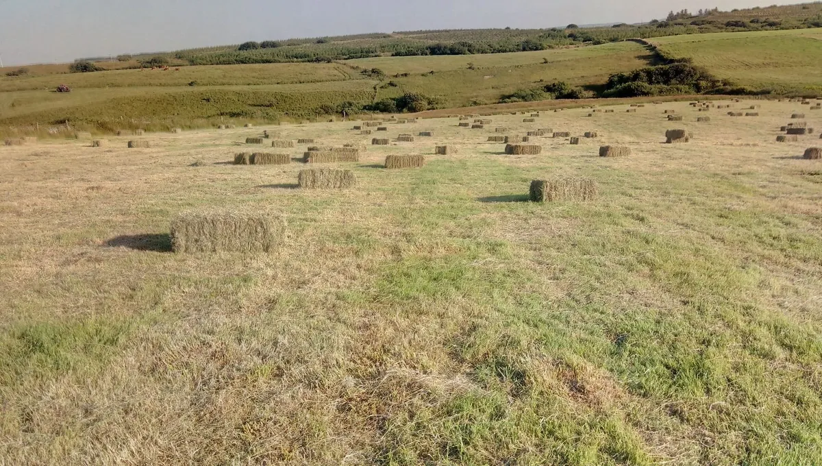 Small square bales of hay - Image 3