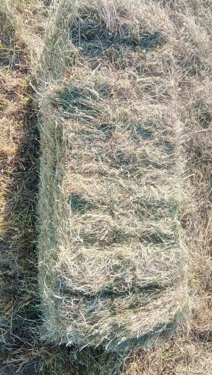 Small square bales of hay - Image 4
