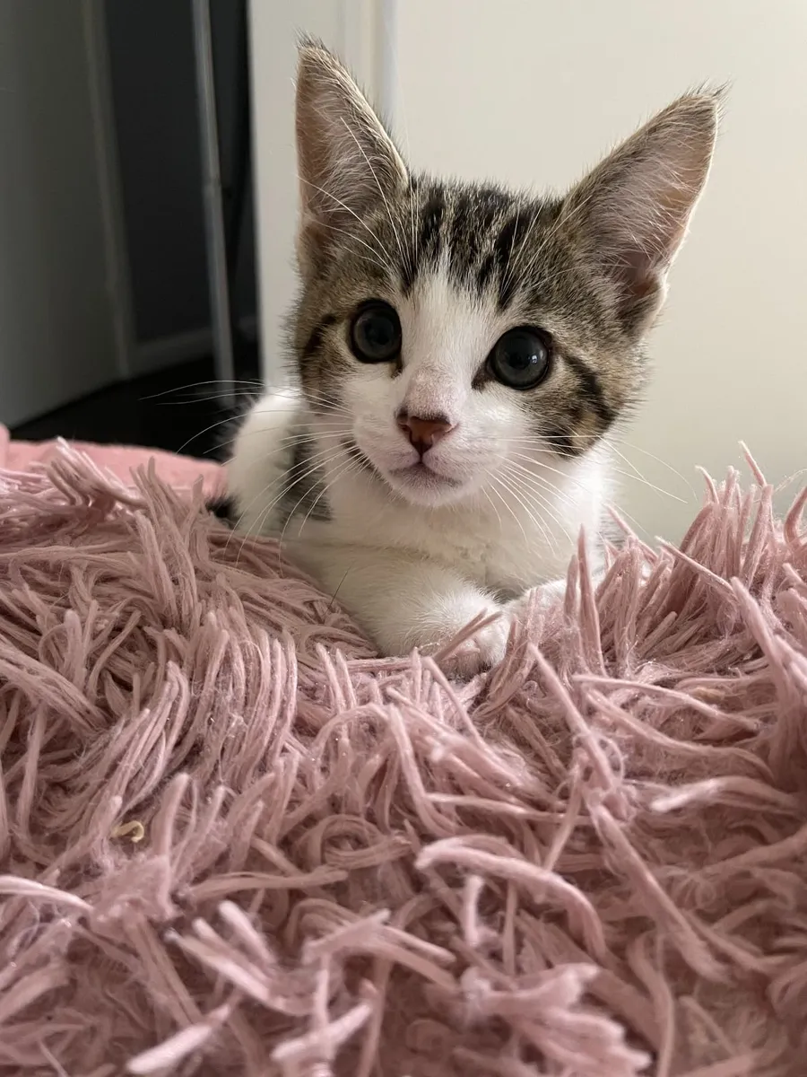 kittens: 1 boy, 1 girl - Image 1