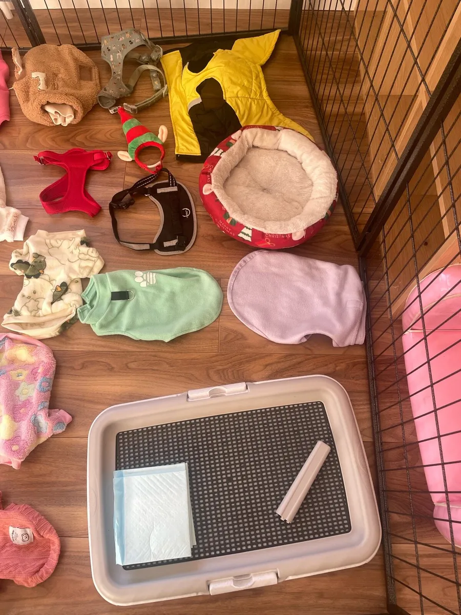clothes, pee crate & accessories - Image 3