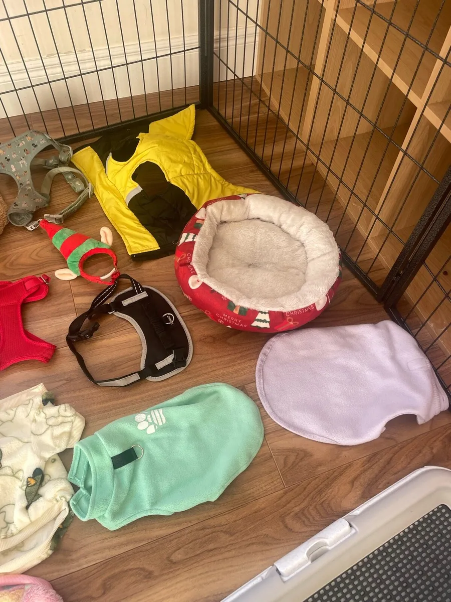 clothes, pee crate & accessories - Image 4
