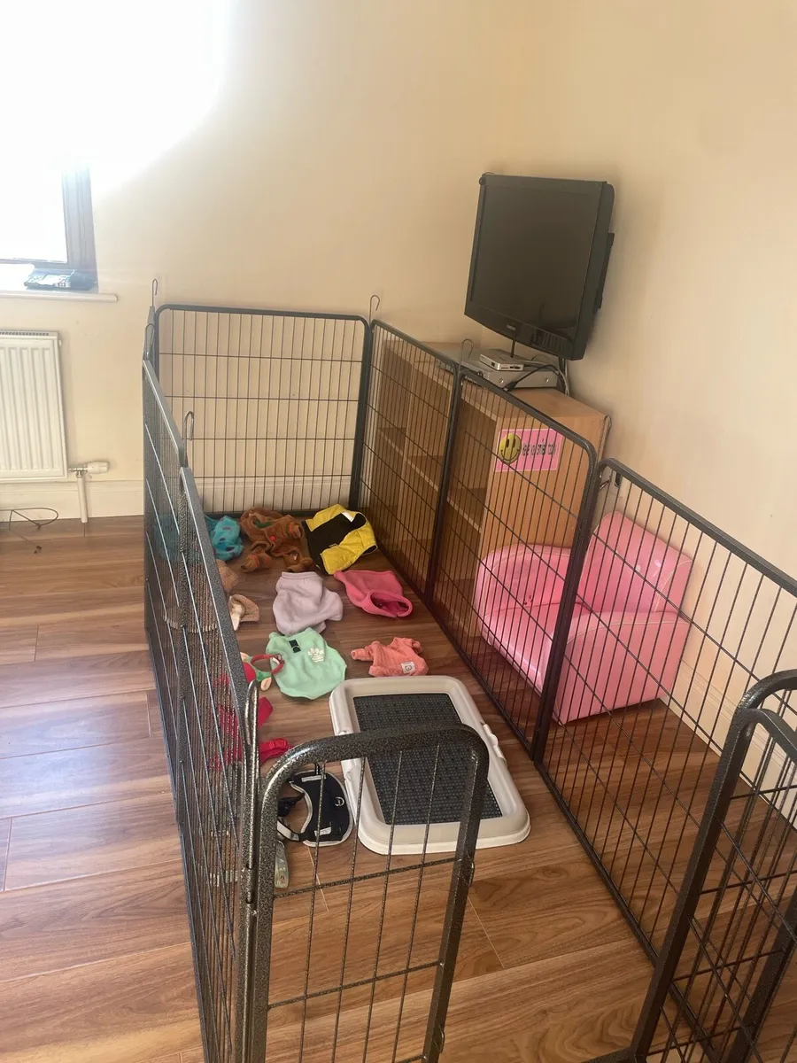 Dog cage, clothes, pee crate & accessories - Image 1