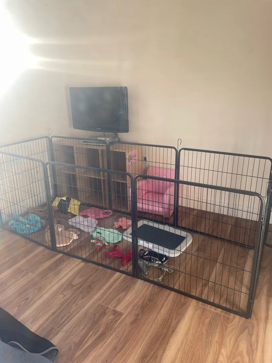Dog cage, clothes, pee crate & accessories - Image 2