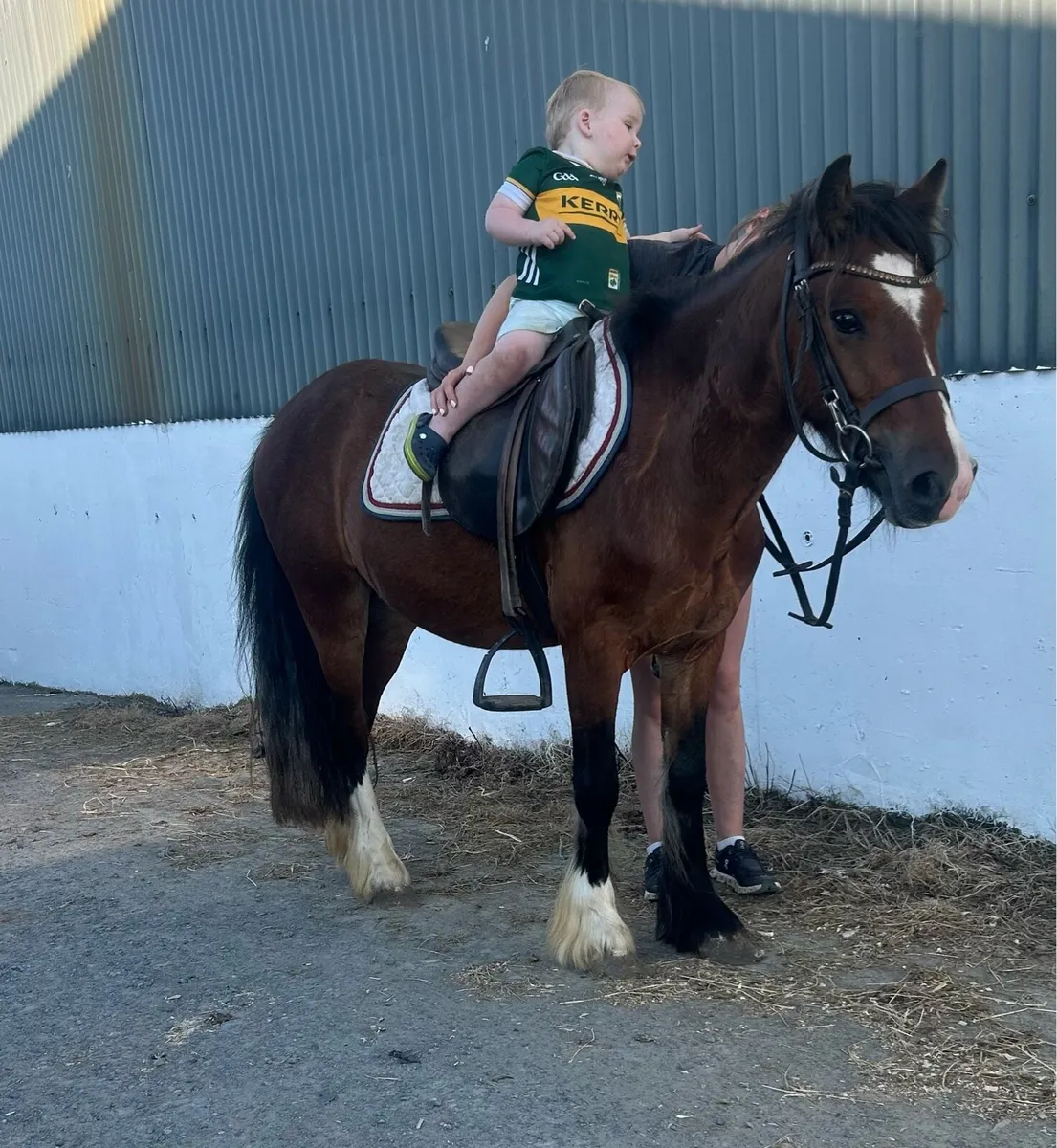 Lovely begginers pony - Image 1