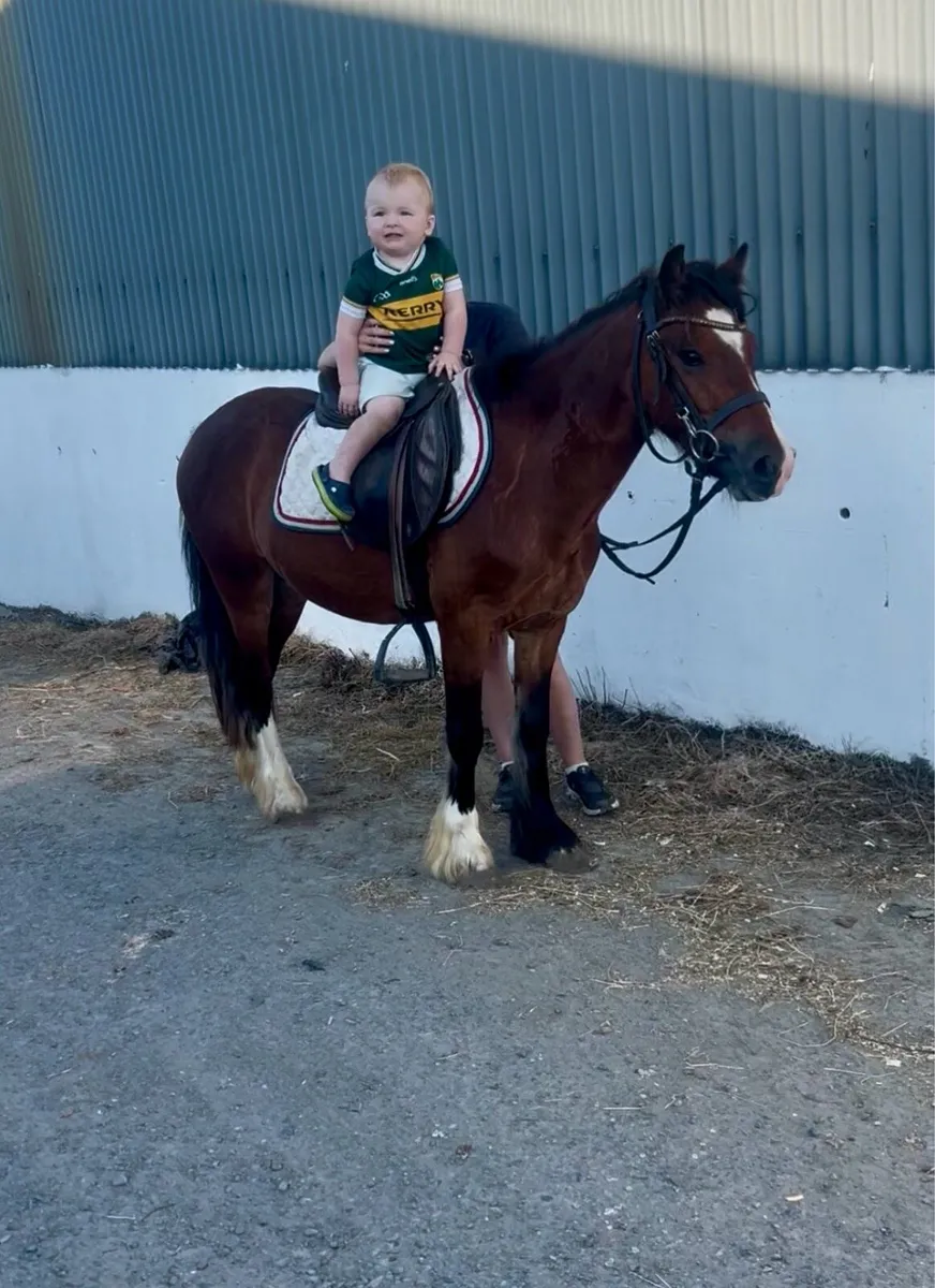 Lovely begginers pony - Image 2