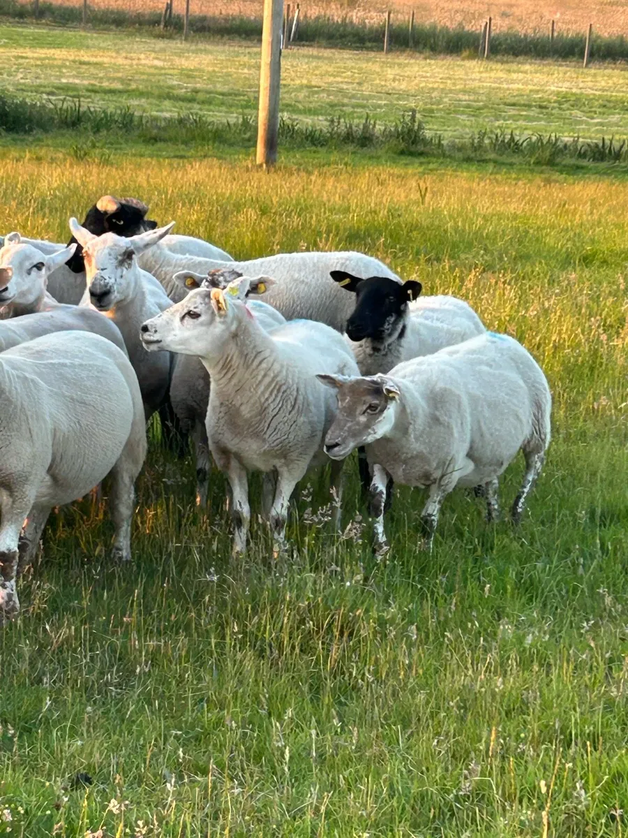 ****HOGGETT EWES **** - Image 4