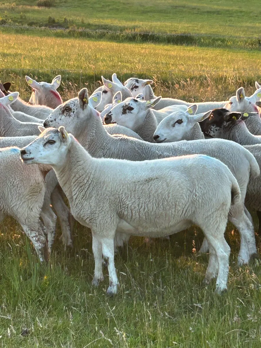 ****HOGGETT EWES **** - Image 1