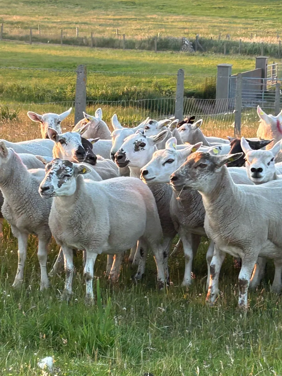 ****HOGGETT EWES **** - Image 1