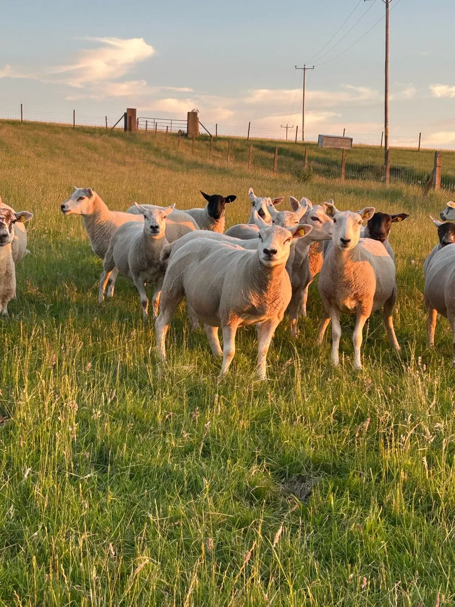 ****HOGGETT EWES **** - Image 2