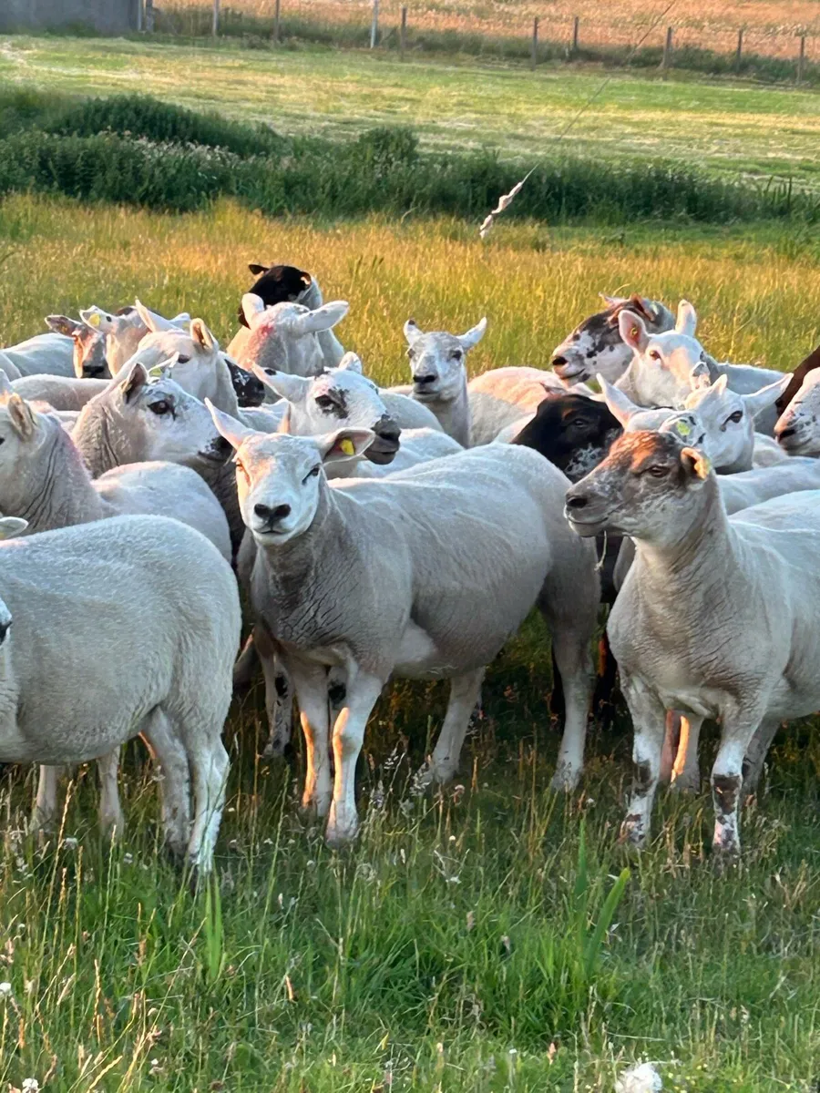 ****HOGGETT EWES **** - Image 3