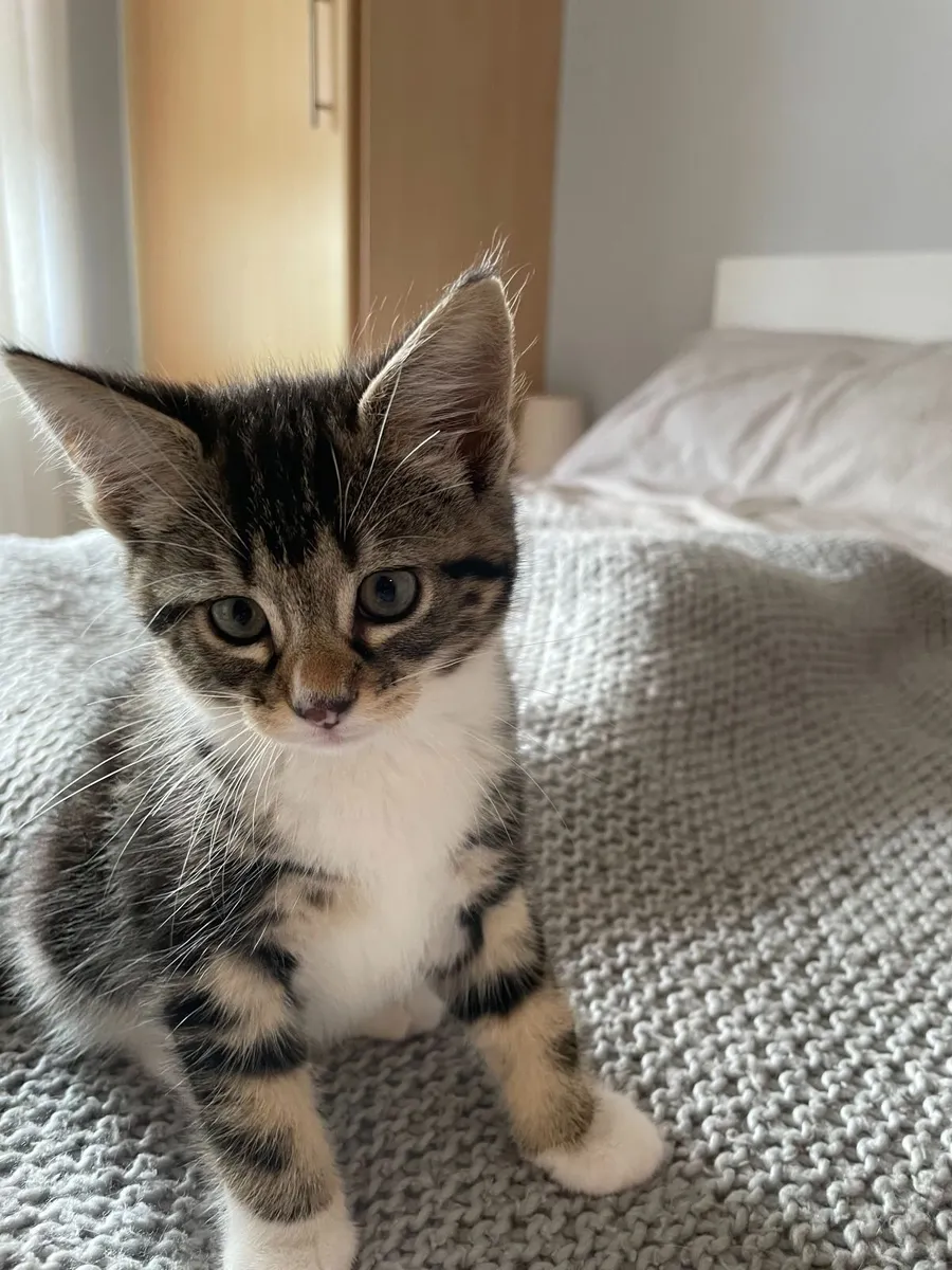 kittens: 1 boy, 1 girl - Image 2