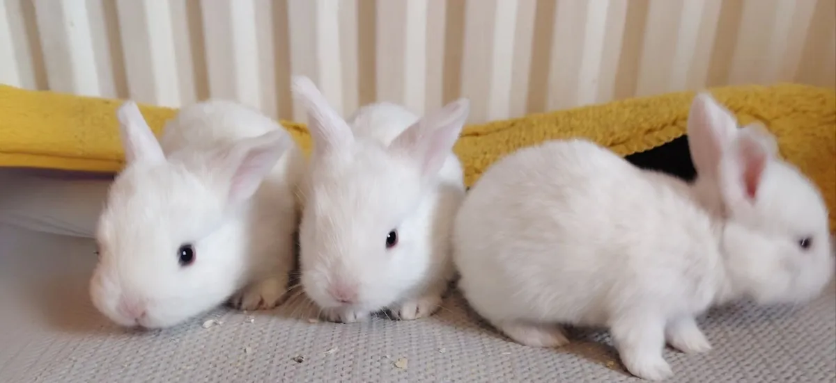 Lop eared Rabbits - Image 2