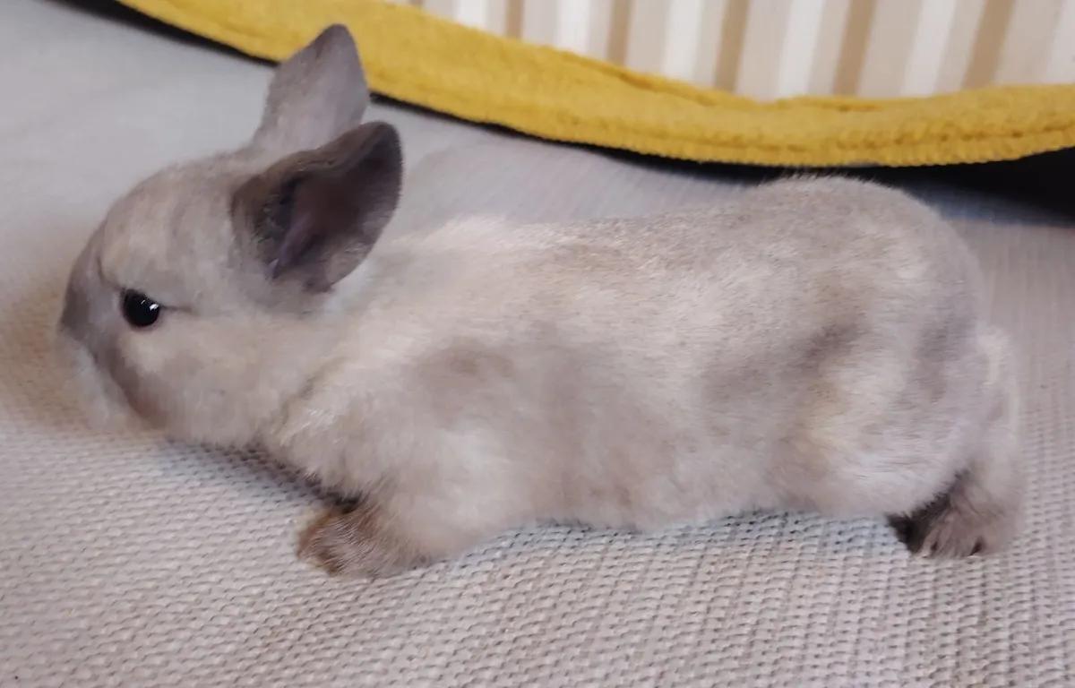 Lop eared Rabbits - Image 3