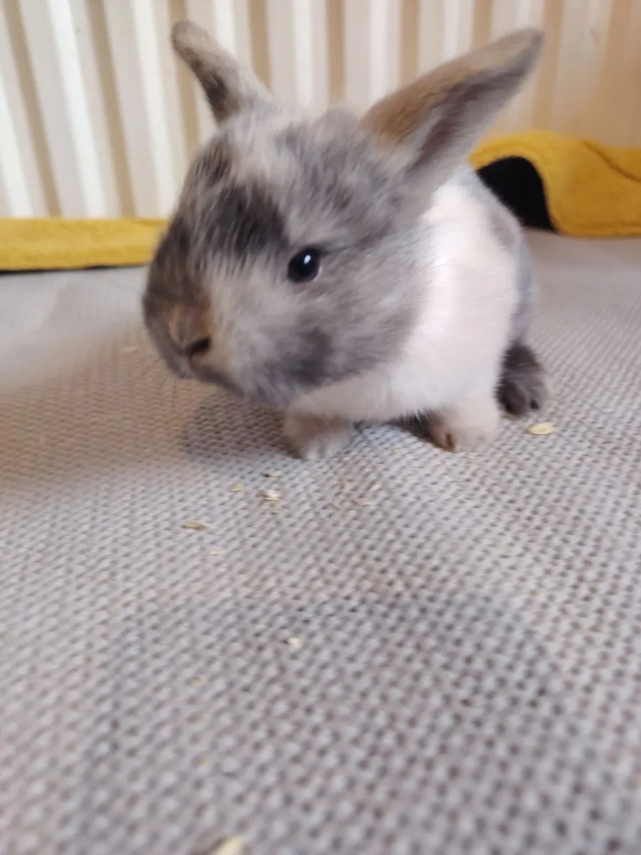 Lop eared Rabbits - Image 4