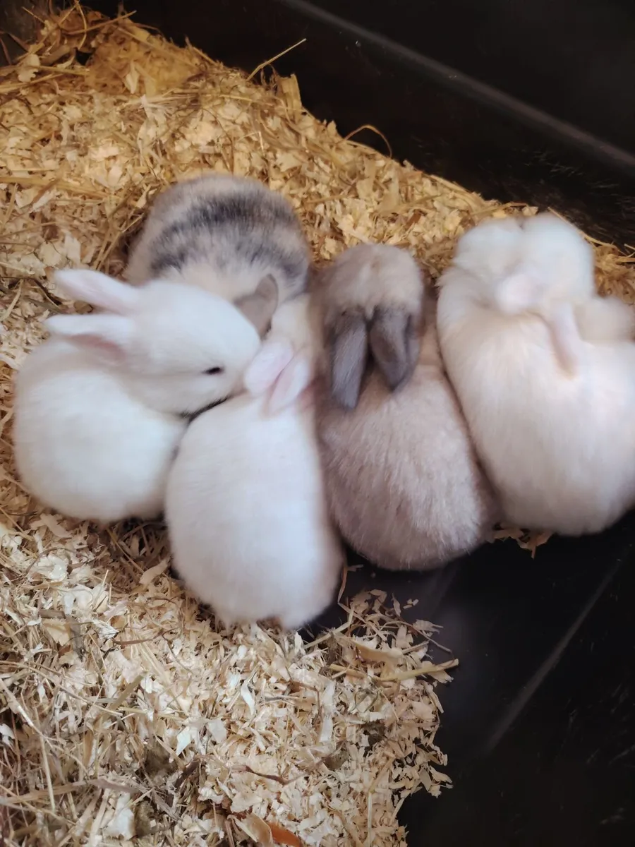Lop eared Rabbits - Image 1