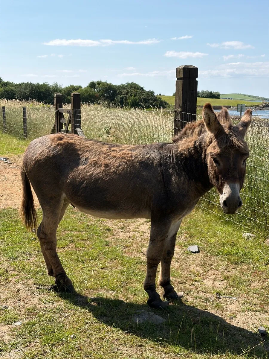 Part Miniature Male Donkey - Image 1