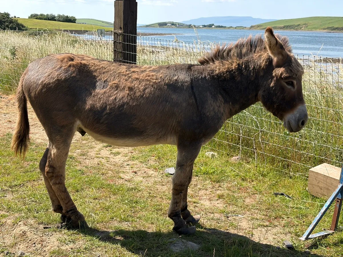 Part Miniature Male Donkey - Image 2