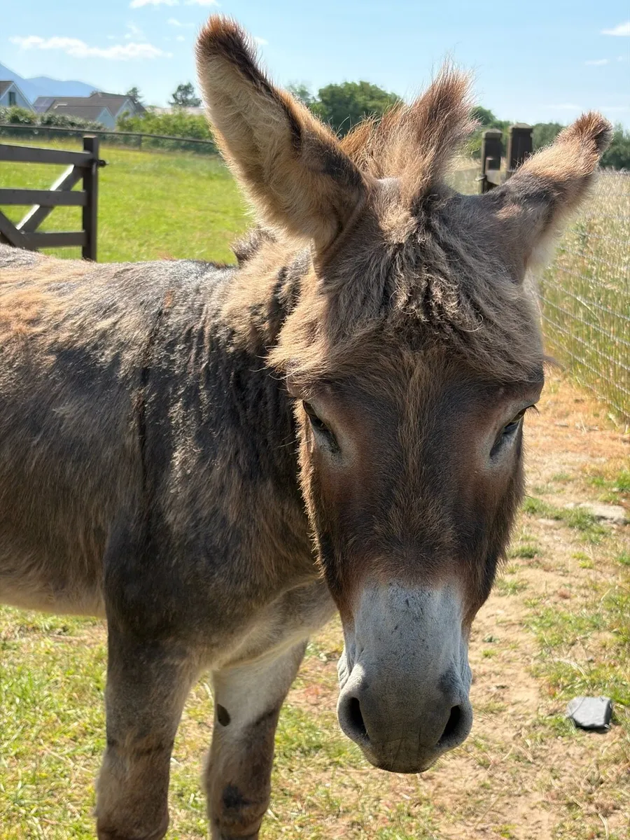 Part Miniature Male Donkey - Image 3