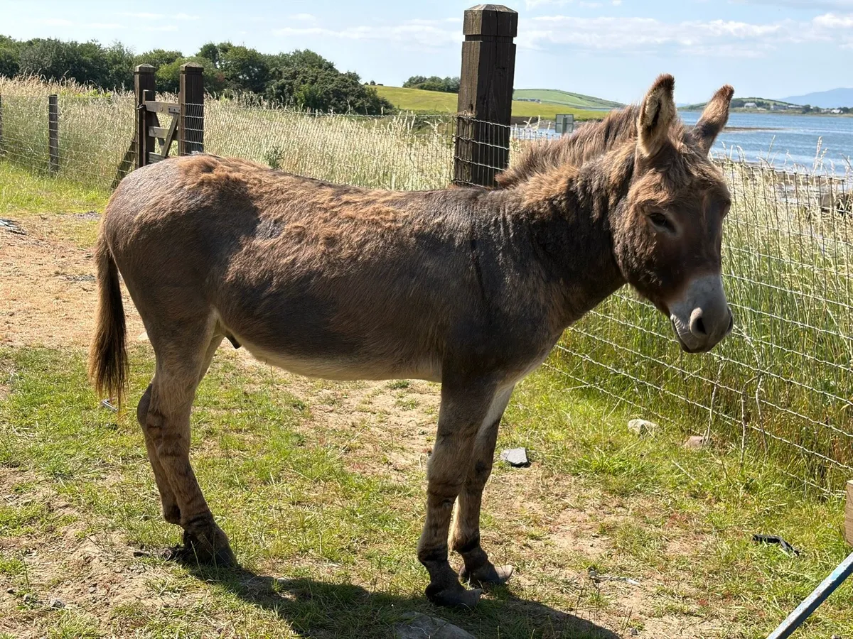 Part Miniature Male Donkey - Image 4