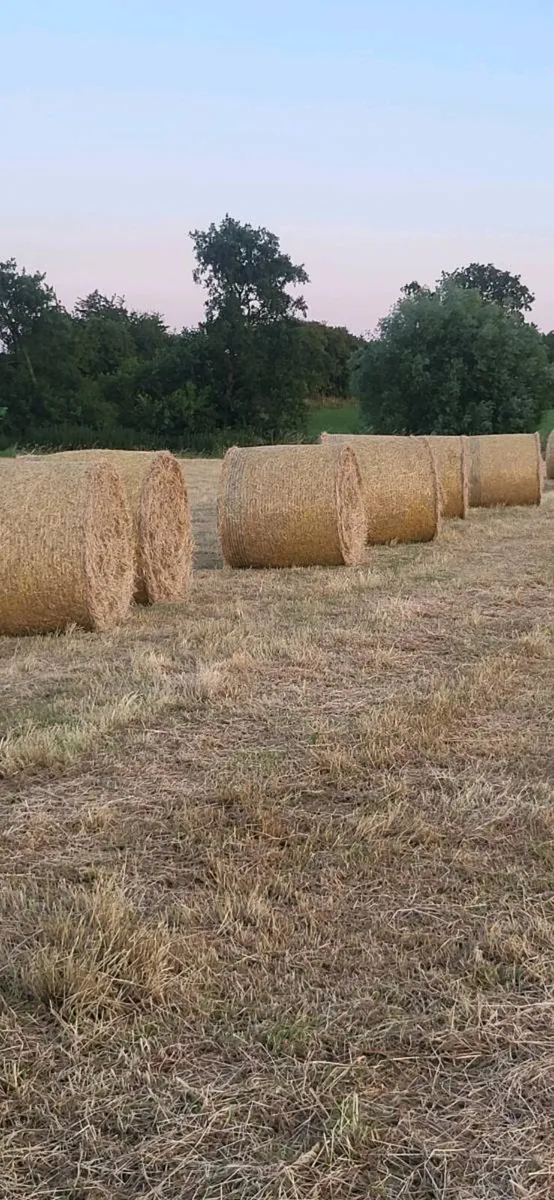 Hay for sale