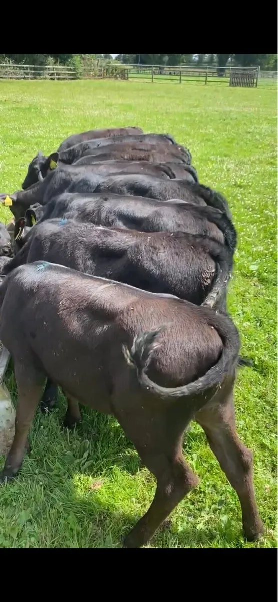 12 Runner Heifers ( No Moves ) - Image 1