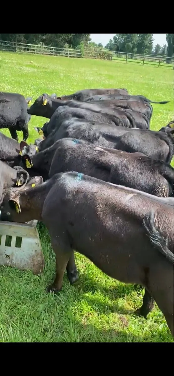 12 Runner Heifers ( No Moves ) - Image 2