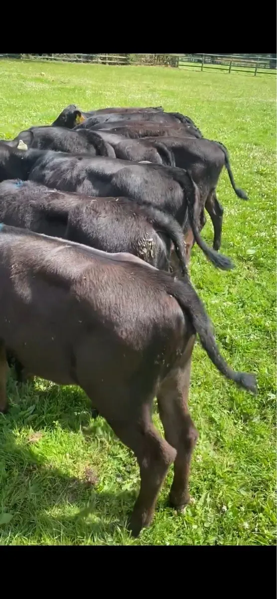 12 Runner Heifers ( No Moves ) - Image 3