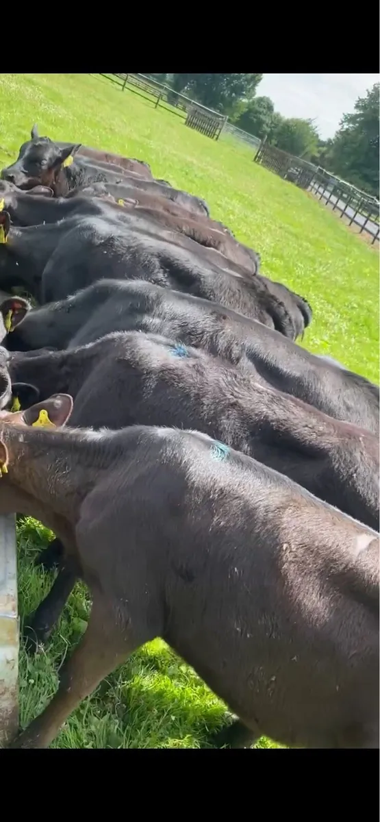 12 Runner Heifers ( No Moves ) - Image 4